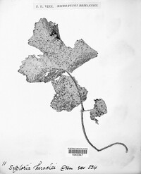 Phloeospora heraclei image
